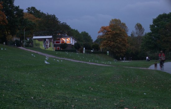 Osterdeichwiese, Möven