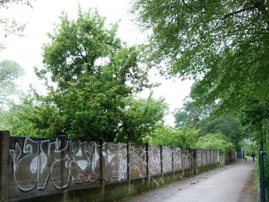 Betonmauer und Grafitieentwurf.
