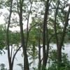 Robinien an der Weser