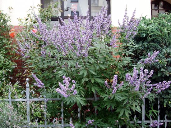 Vitex-Strauch