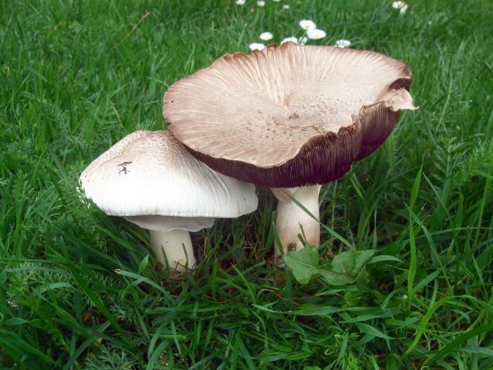 Pilze am Weserdeich, Osterdeichwiesen