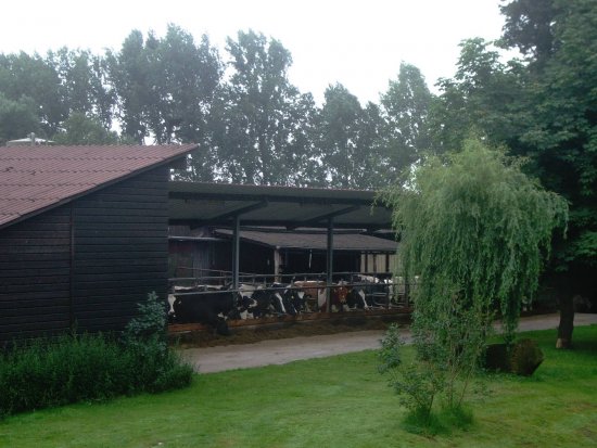 Modernes Vieh