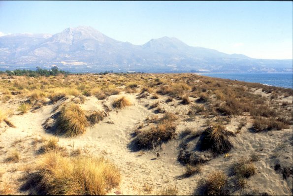 Strand-Quecken-Dünen