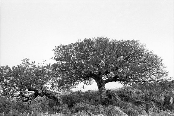 Schattenbäume (Ceratonia sliquastrum)