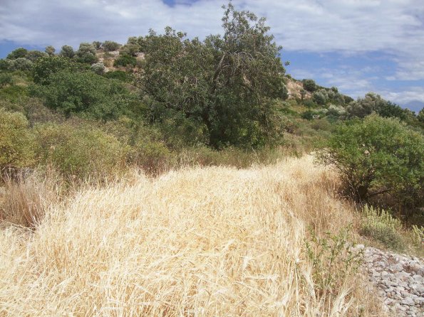 Kleines Getreidefeld (Gerste)