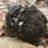 Pillendreher (Scarabaeus spec.)