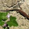 Mauereidechse (Podarcis spec.)