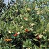 Westlicher Erdbeerbaum (Arbutus unedo)