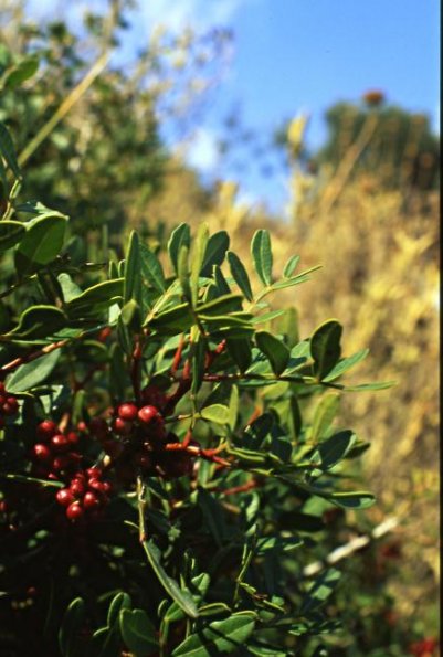 Mastixstrauch (Pistacia lentiscus)
