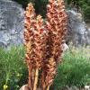 Orobanche spec. (Sommerwurz)