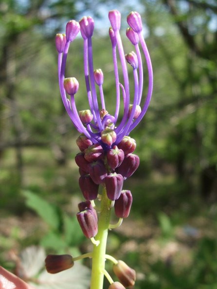 Schopfige Traubenhyazinthe