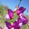 Erbse (Lathyrus spec.)