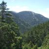 Tannenwald im Parnon